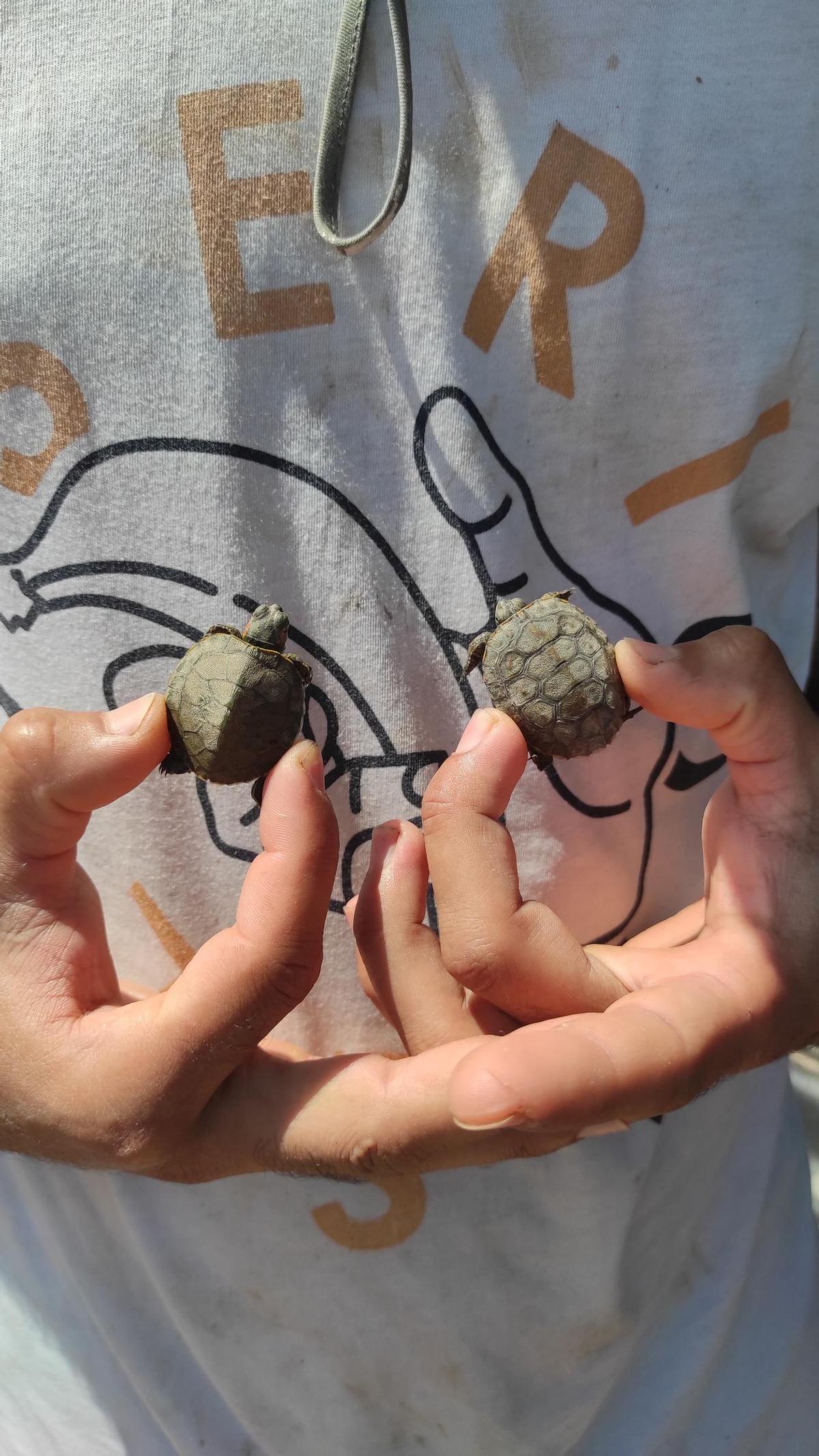 Una cría de la especie invasora de Florida y la de tortuga autóctona capturadas en el barranco de Barxeta.