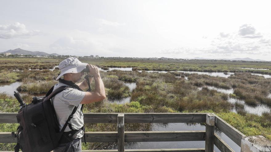 Albufera de Mallorca: &quot;Hay que actuar, se podría denunciar este desastre ecológico ante la Comisión Europea&quot;