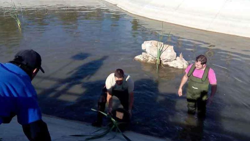 Miembros del Club de Pesca de Benavente colocando las plantas en el estanque de las Pavas.
