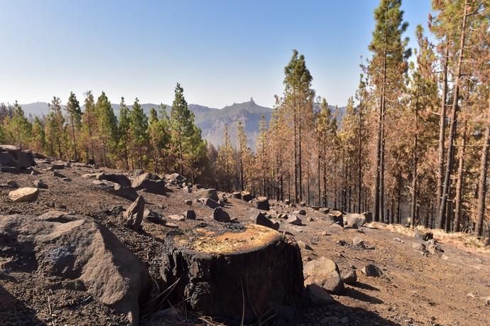 Quemas prescritas por el Cabildo de Gran Canaria