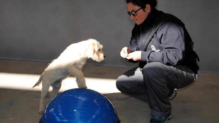 Un taller de adiestramiento canino desarrollado en O Grove.
