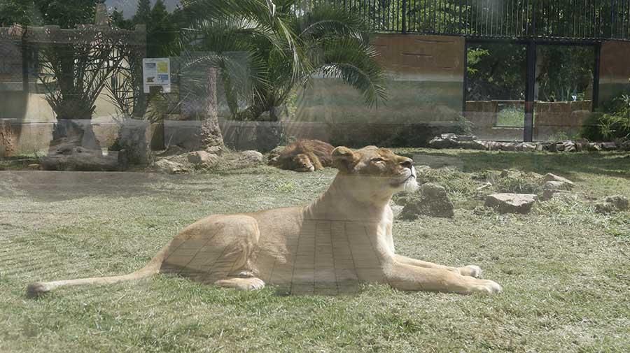 Coronavirus en Córdoba: los animales del zoológico siguen con su rutina diaria