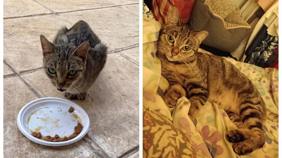 A la izquierda, Pepa, la gata abandonada, cuando fue hallada en Xàtiva. A la derecha, con su nueva familia en Ávila.