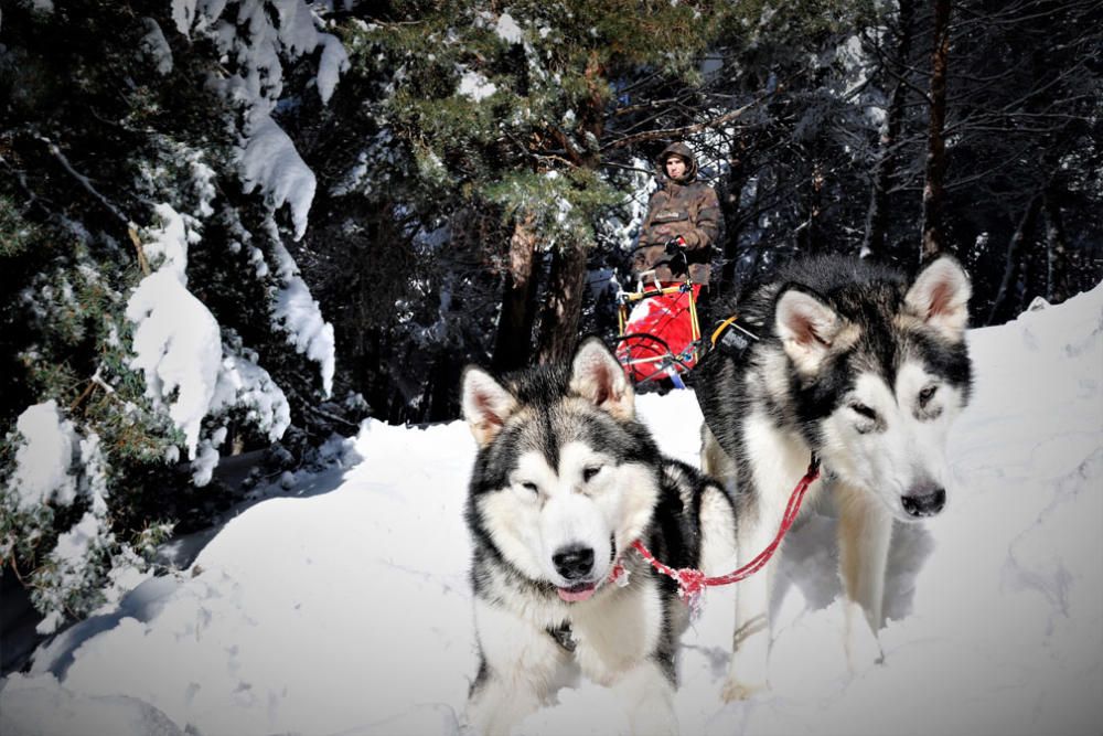 Manuel Calvo se prepara para participar en  el Campeonato de España de carreras de trineo con perros