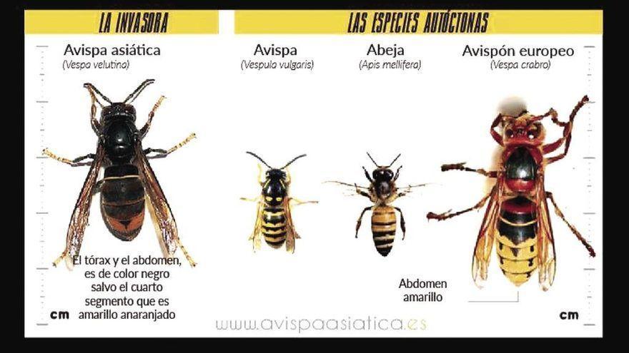 Avispa común, avispa asiática y abeja.