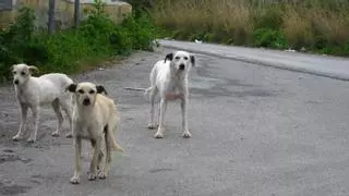 El perro callejero que se comporta como un humano: el vídeo que arrasa en TikTok