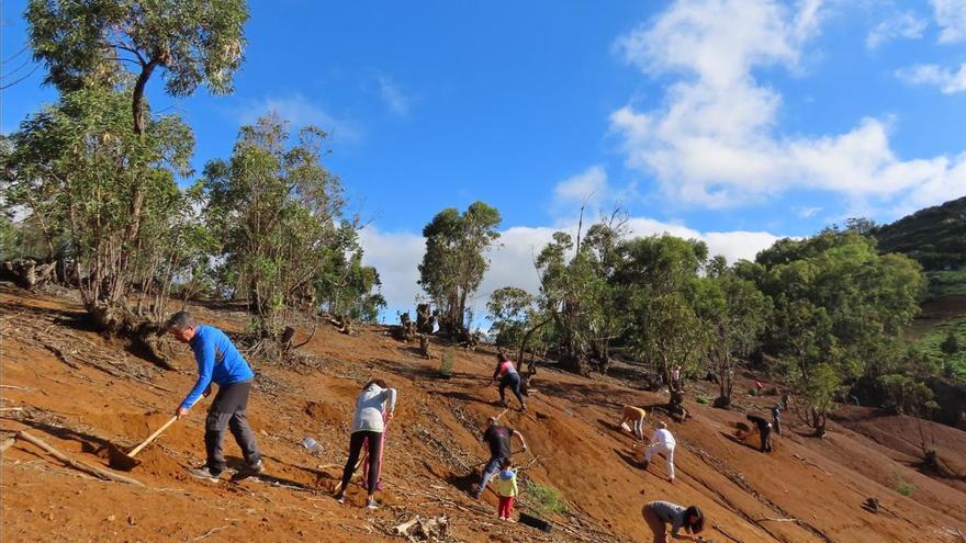 Plantados 225 árboles nuevos en Firgas y Guía gracias a las Repoblaciones Forestales en Familia