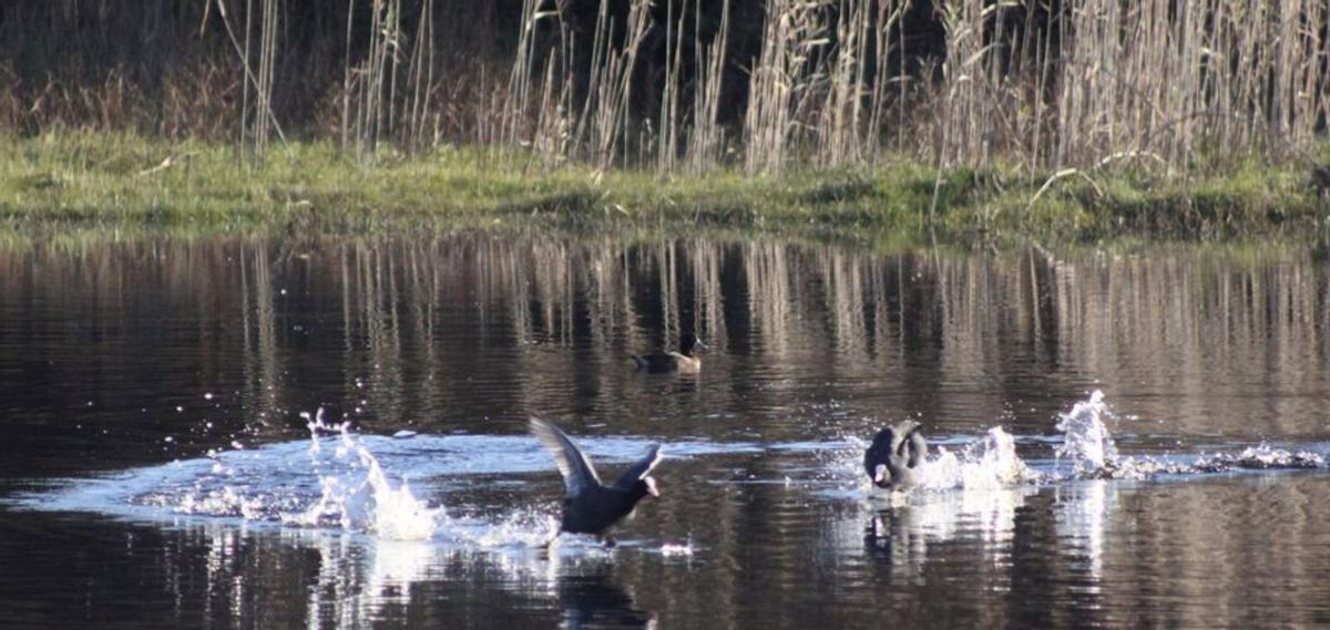 Fochas comunes en Lagoa A Bodeira (O Grove).  | // FDV