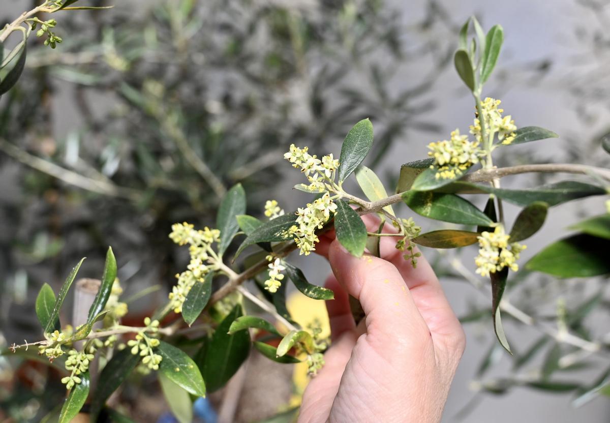 La investigadora de la Misión Biológica de Galicia, Carmen Martínez, sostiene una variedad de olivo gallego en flor