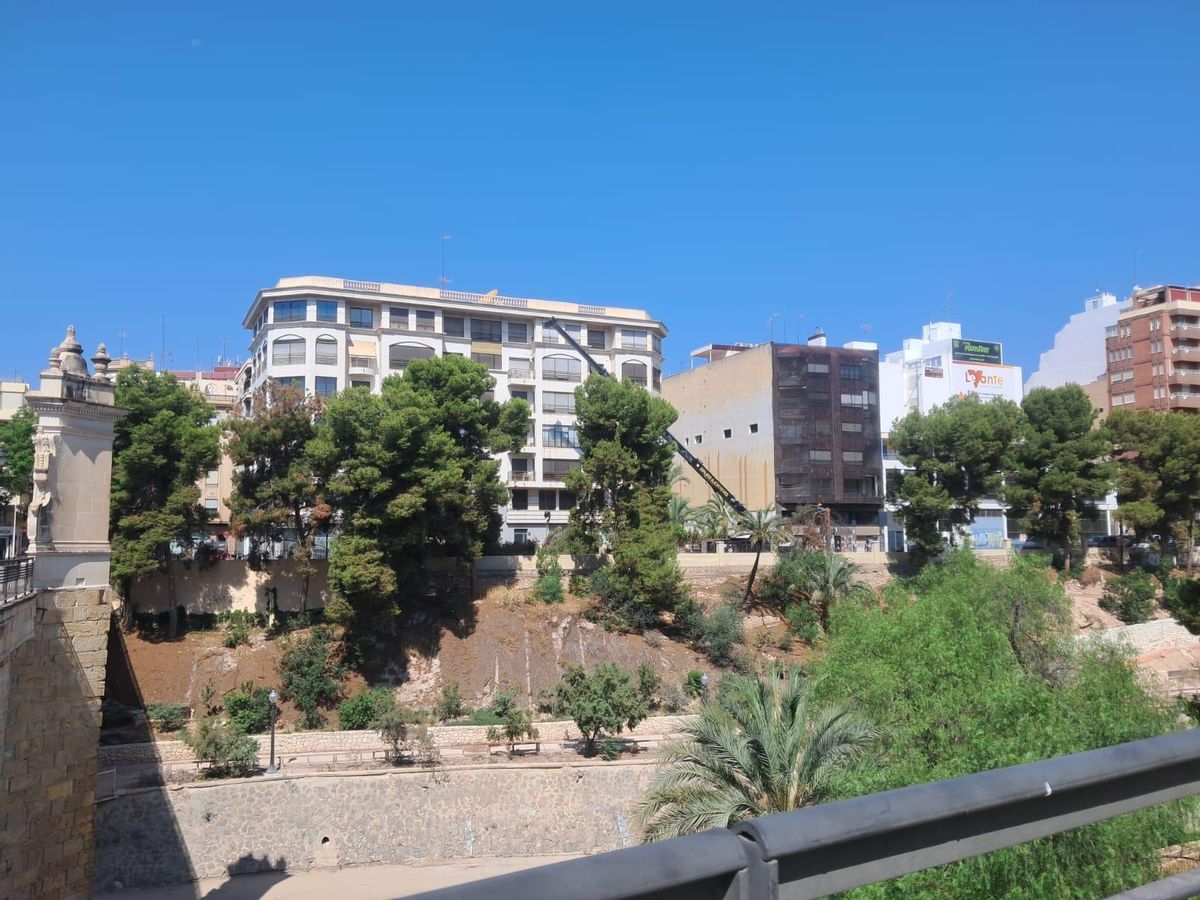 Las labores de tala de los pinos junto al puente de la Virgen.