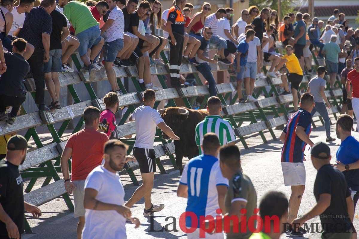 Quinto encierro de la Feria del Arroz de Calasparra