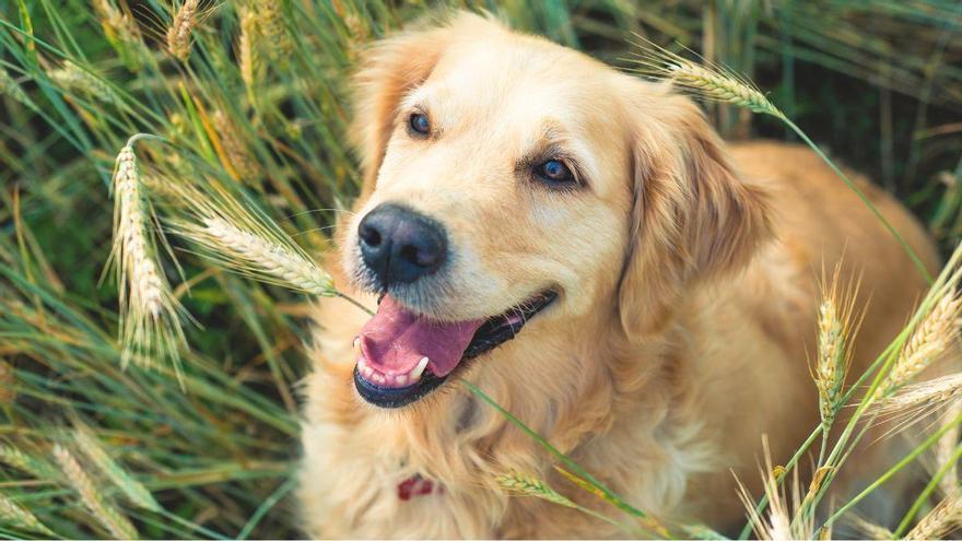 Esto es lo que debes saber antes de irte de viaje con tu mascota este verano, según un veterinario