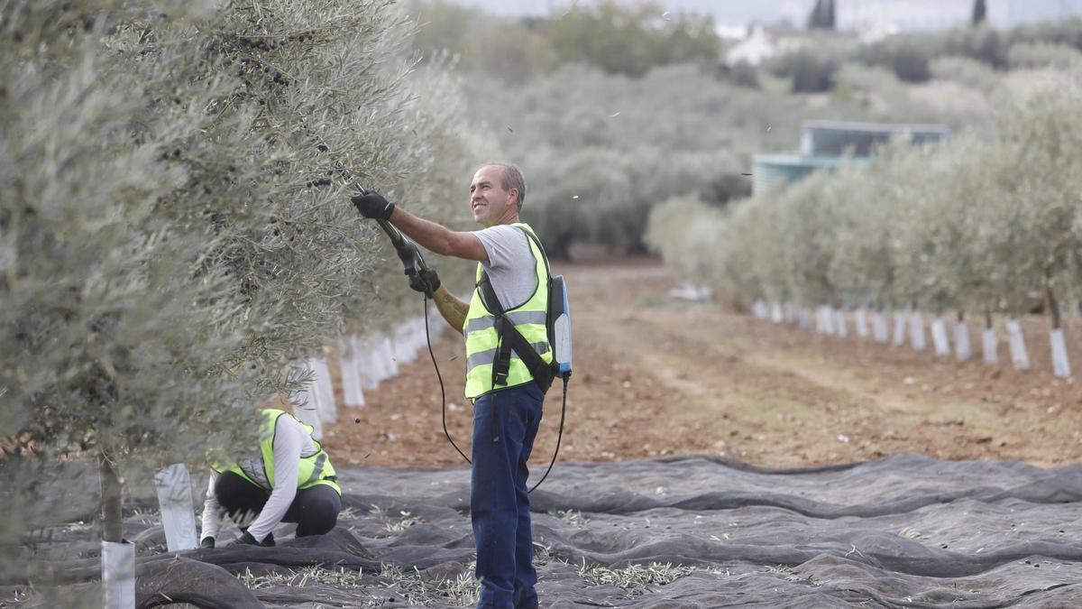 Recogida de aceituna en la presente campaña en un olivar de Lucena.