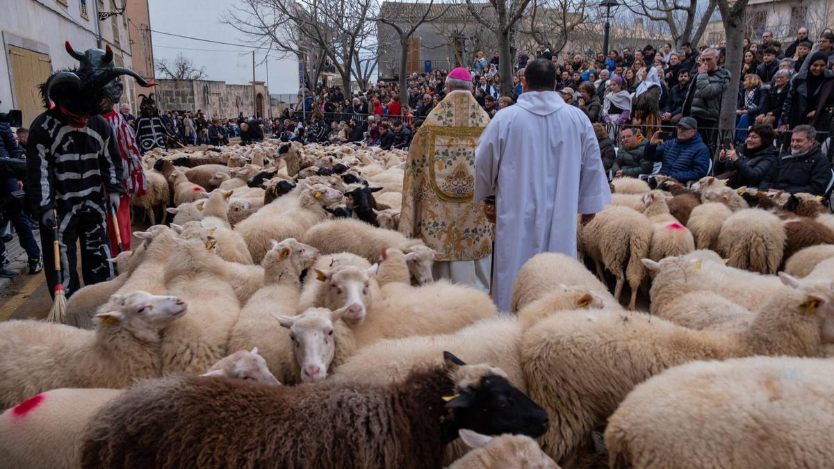 Sant Antoni 2026: Beneïdes de Muro