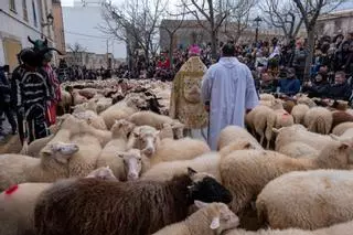 Sant Antoni 2026: Beneïdes de Muro