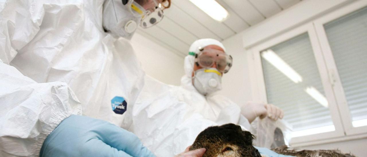 Veterinarios analizan
un pato para comprobar si
está infectado de gripe
aviar.   | // FÉLIX ORDÓÑEZ