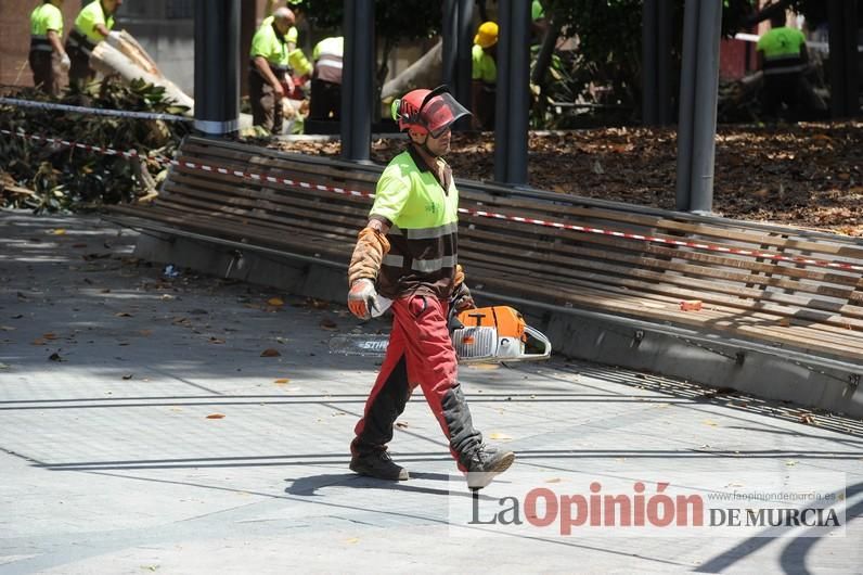 Cae parte del ficus de Santo Domingo en Murcia