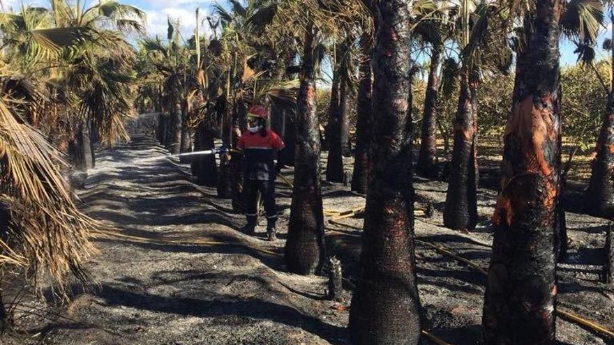 Arden 200 palmeras en un vivero de Elche