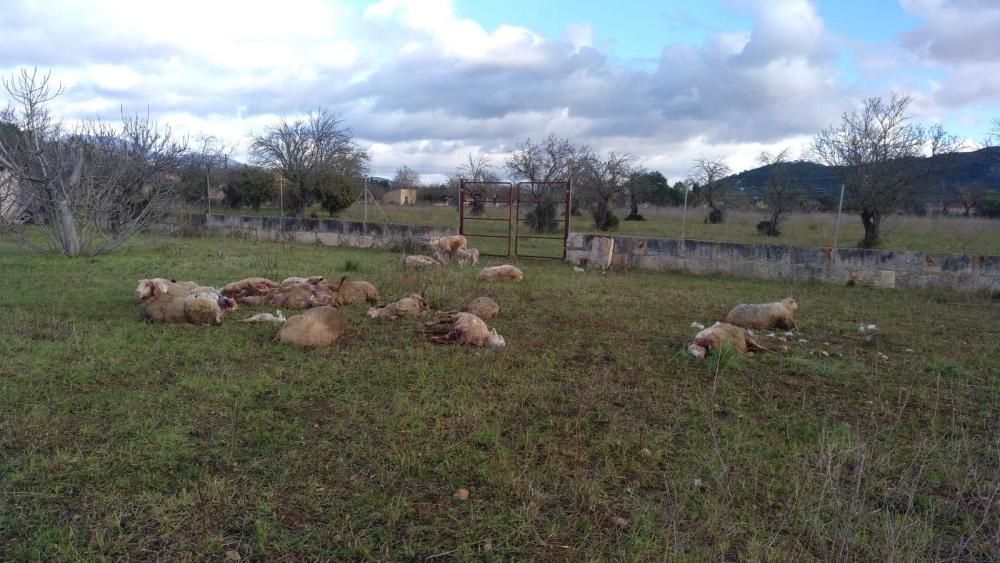 Perros provocan una nueva matanza de ovejas en Inca