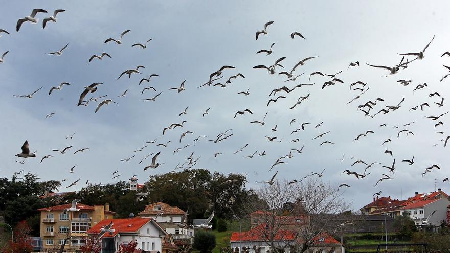 El espectacular baile de una bandada de pájaros sobre el estuario de Foz, en Baiona