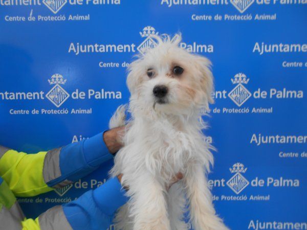 Diese 25 Hunde verschenkt die Stadt Palma de Mallorca