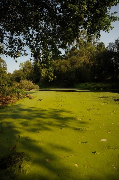 Un espectacular manto verde cubre todo el trazado del Umia