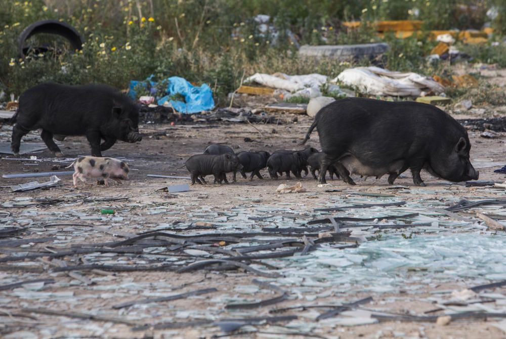 El gobierno local pretende acabar con la colonia de cerdos vietnamitas.