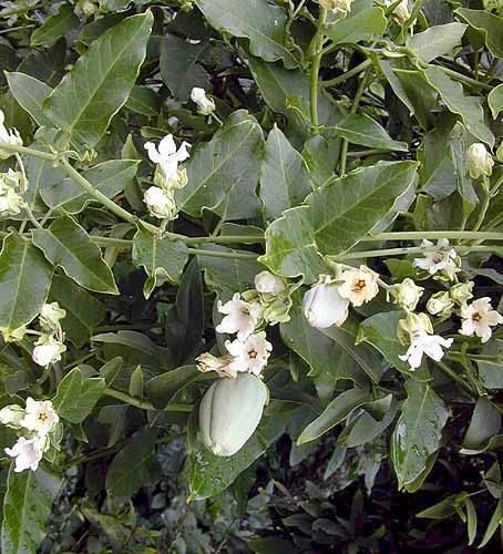 Araujia sericiferaEl miraguà és una espècie nativa d’Amèrica del Sud que s’utilitza sobretot com a planta ornamental. Es considera nociva en molts àmbits i és coneguda pel seu ràpid creixement que pot cobrir un arbre en dos o tres anys.