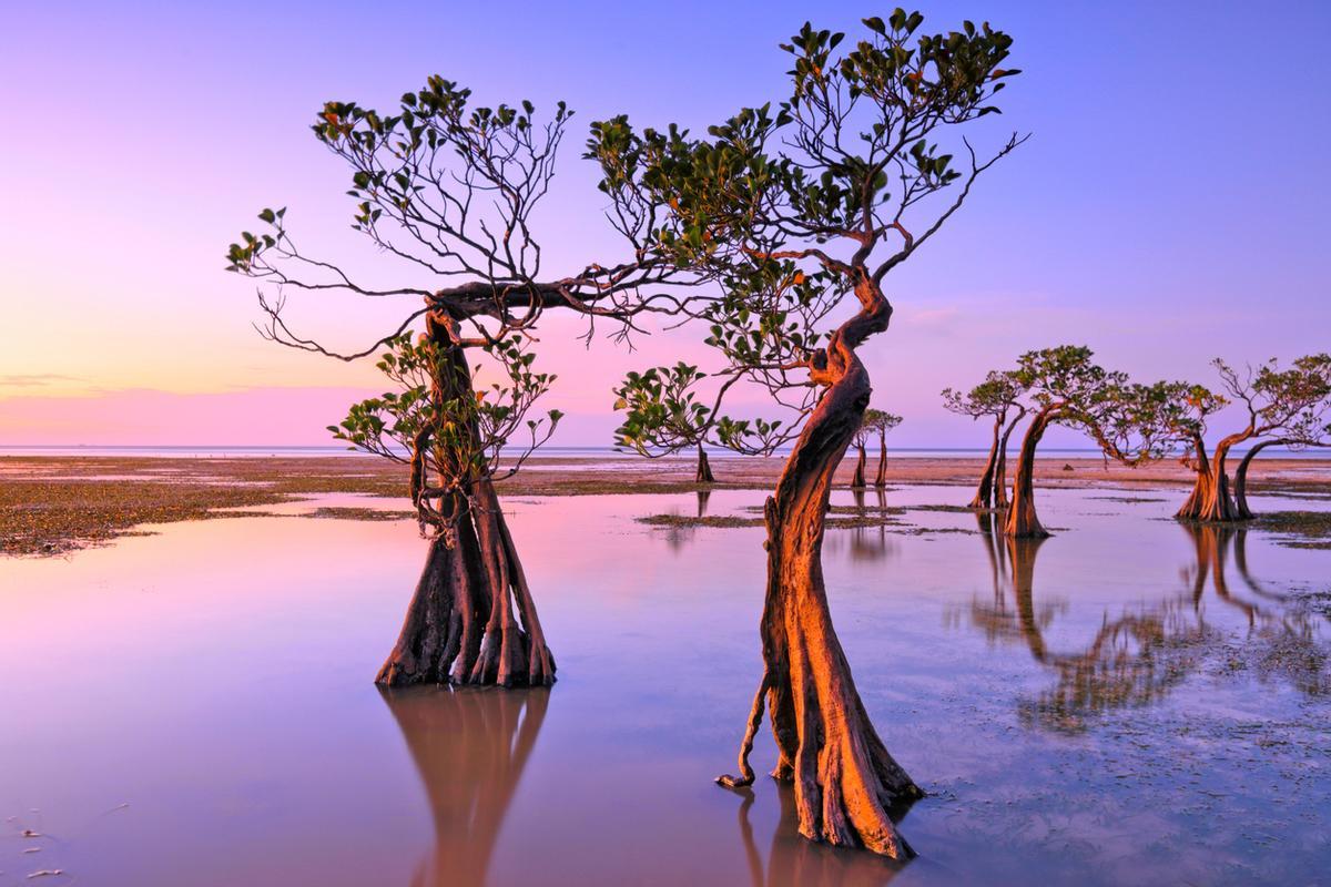 Los sorprendentes árboles que 'bailan' con el atardecer en la remota isla de Indonesia de Sumba