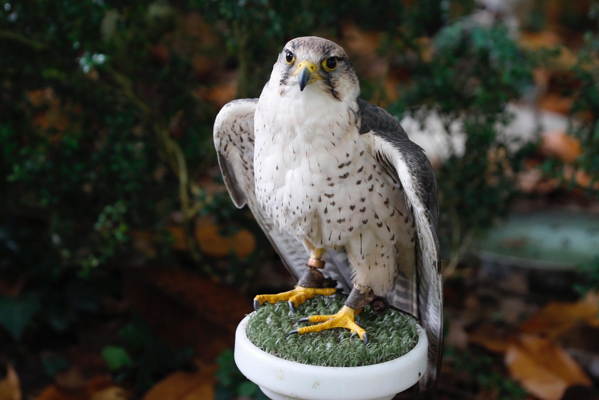 Los vuelos nocturnos de los búhos vuelven al Botánico de Gijón