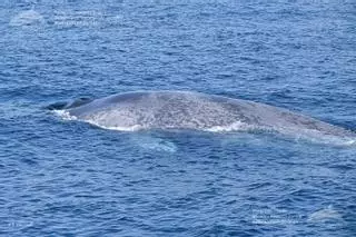 Las ballenas azules vienen para quedarse (si las dejan)