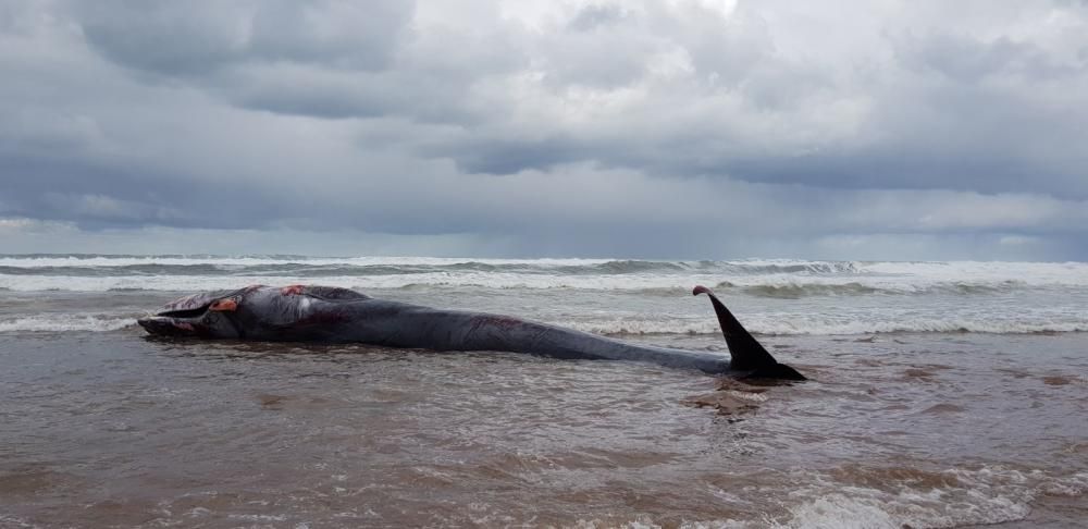 Ejemplar juvenil de rorcual muerto en Arenal de Morís (Caravia)