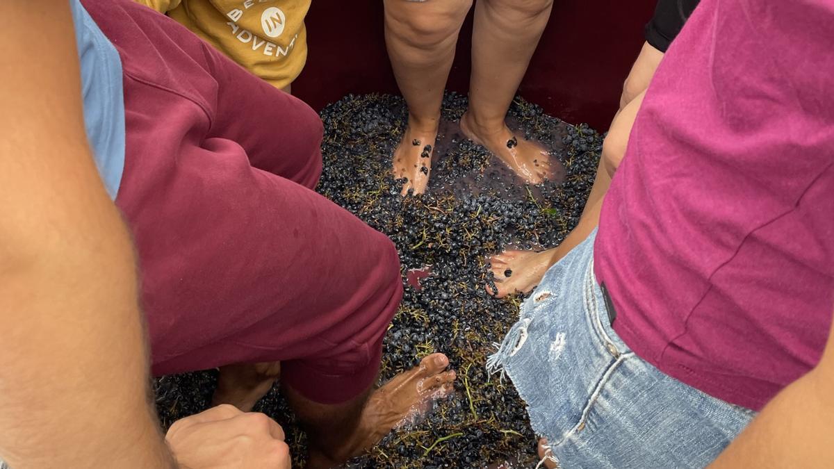 Pisado de uvas en la Cooperativa de Viver.