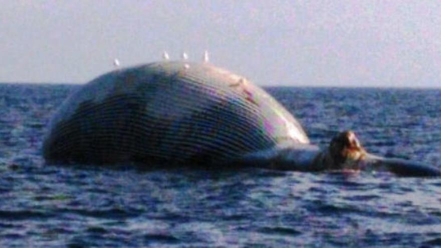 Troben una balena morta davant la costa de Tossa