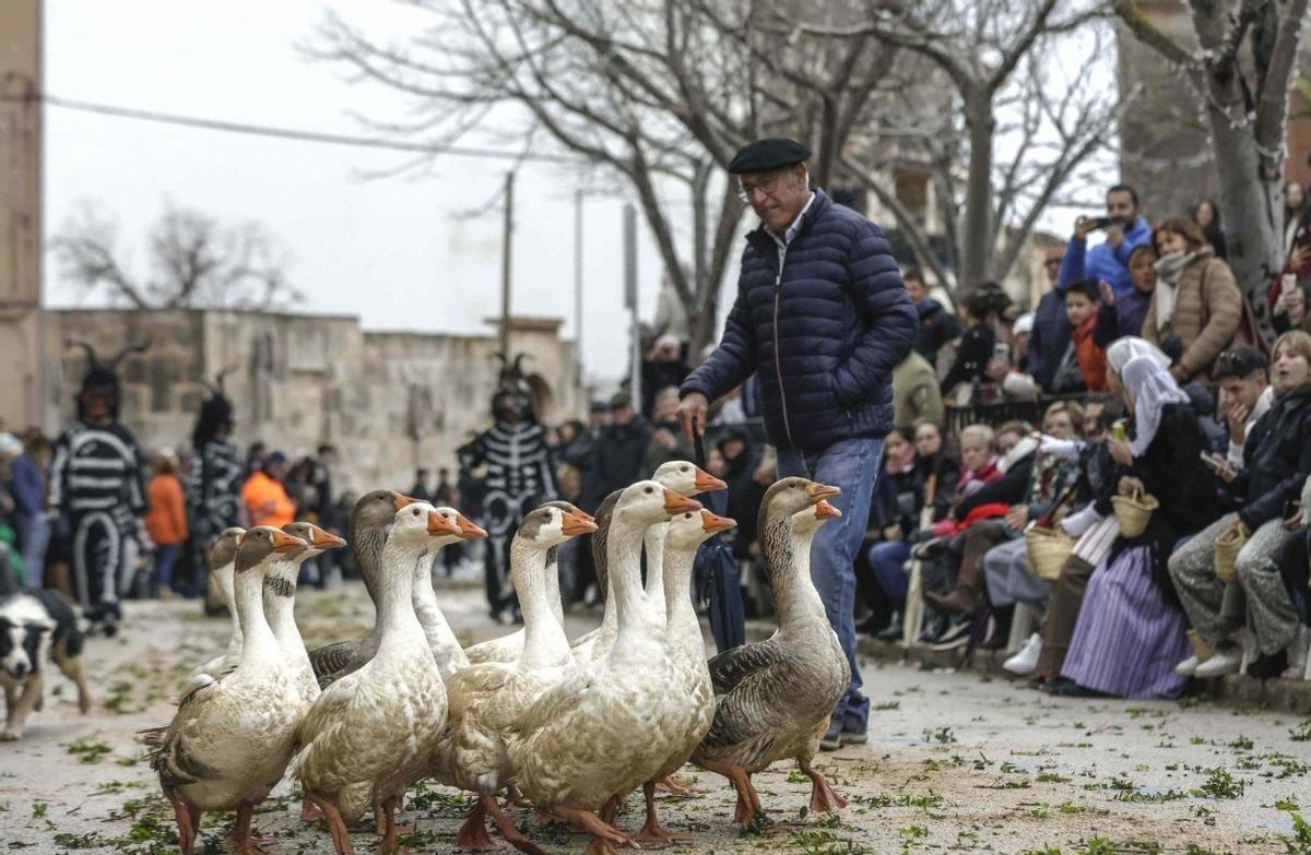 Miquel Adrover, con su rebaño de ocas, en las Beneïdes de Muro del pasado año 2025.