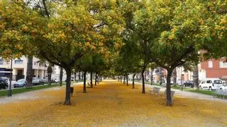 ¿Por qué las calles de Castelló se tiñen de lila y amarillo?