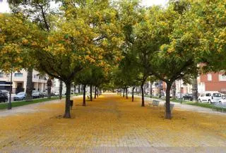 La floración tiñe las calles de Castelló