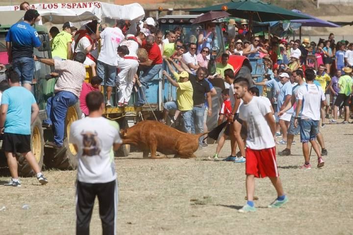 Suelta de vaquillas en las fiestas de La Visitación en Fuentesaúco