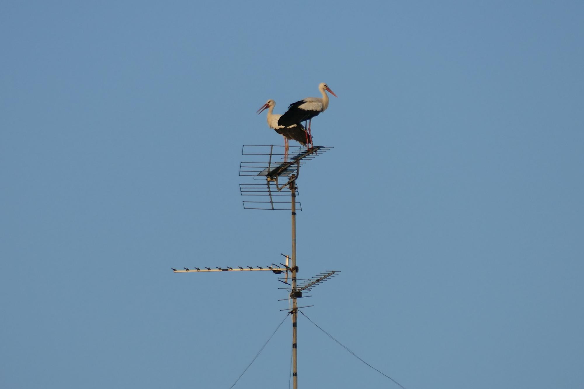 Dsenes de cigonyes fan parada a Figueres