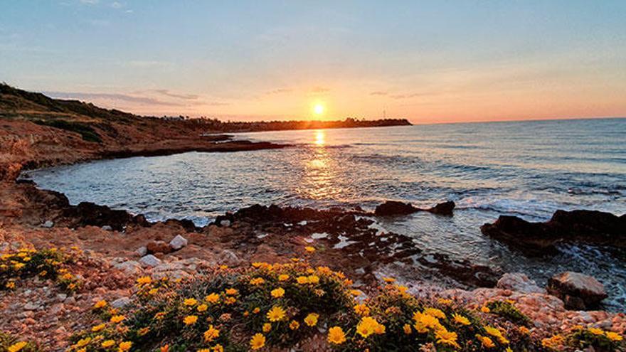 Consulta aquí la nueva guía de campo sobre la flora de la Cala de la Glea