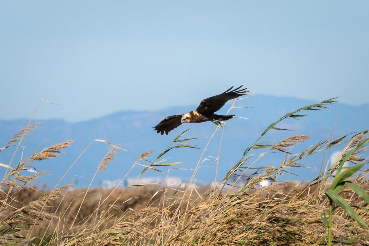 Albufera, Valencia