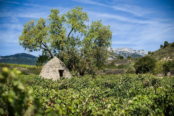 Viñedos de Bodegas Izadi en Rioja alavesa