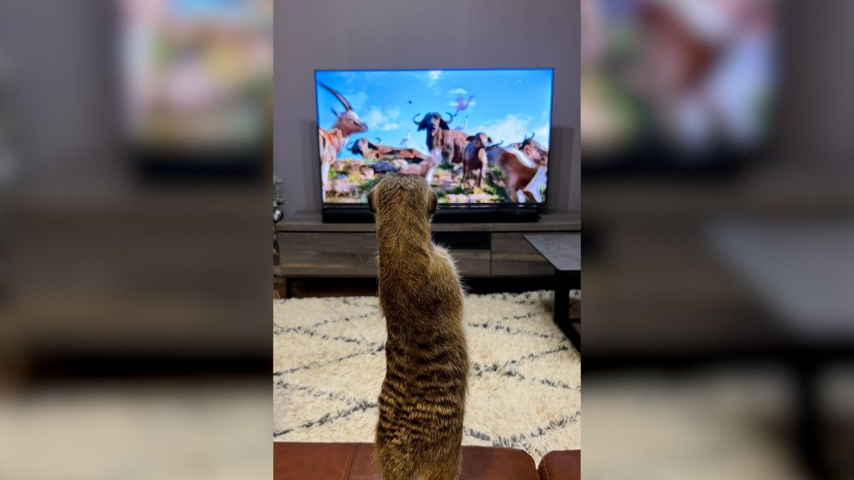La tierna reacción de una suricata doméstica viendo El Rey león
