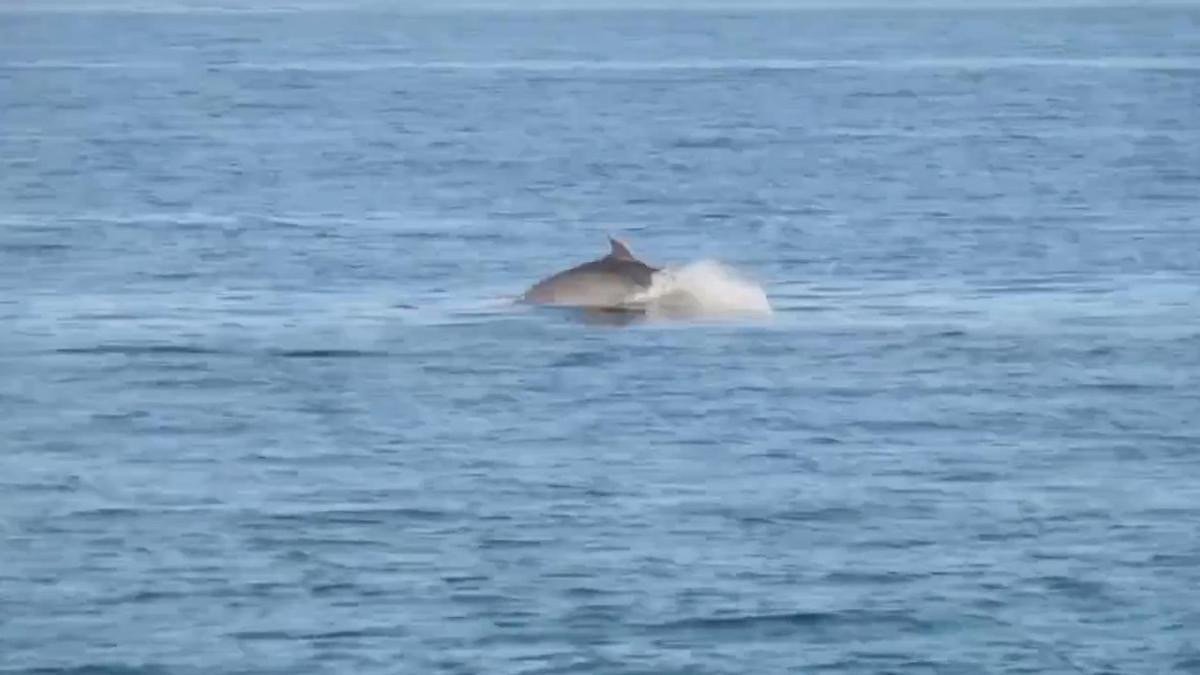 2025 04 22 PI Reels Delfines Torrox WEB.00 00 22 20.Imagen fija001