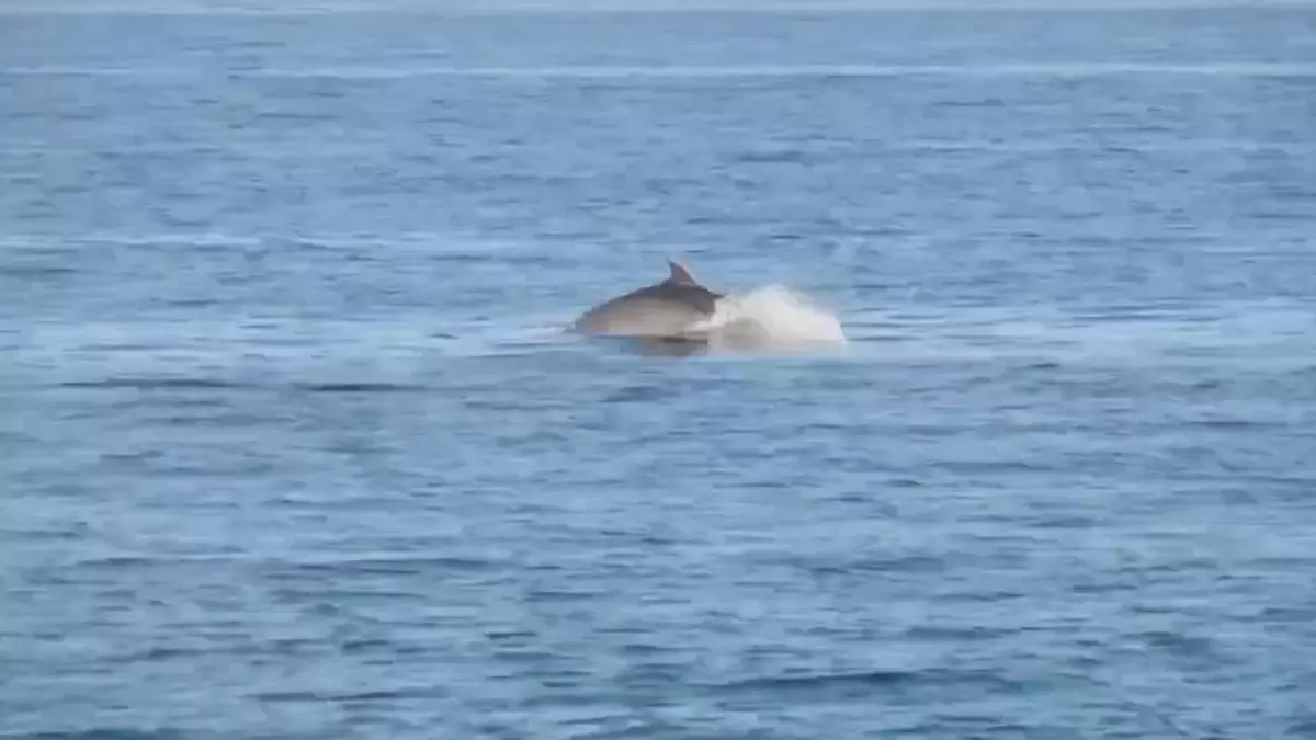 Avistan una manada de delfines en una playa de Málaga