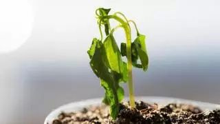 El truco definitivo para evitar que se sequen tus plantas por falta de agua o de luz