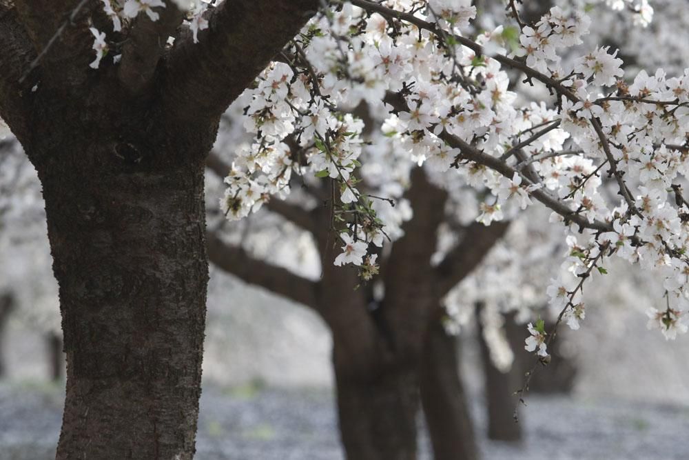 Almendros en flor, un espectáculo de la naturaleza