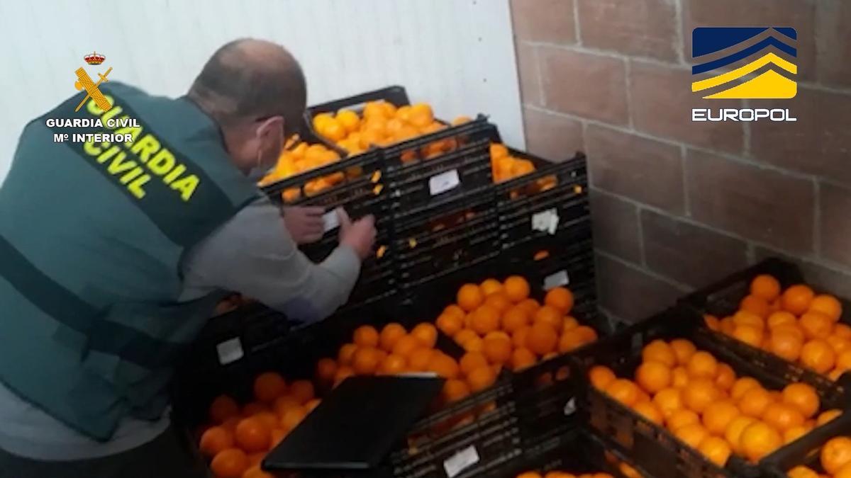 Un agente de la Guardia Civil inspecciona naranjas procedentes de Egipto contaminadas con clorpirifos, un plaguicida cuyo uso está prohibido en la UE desde 2020.