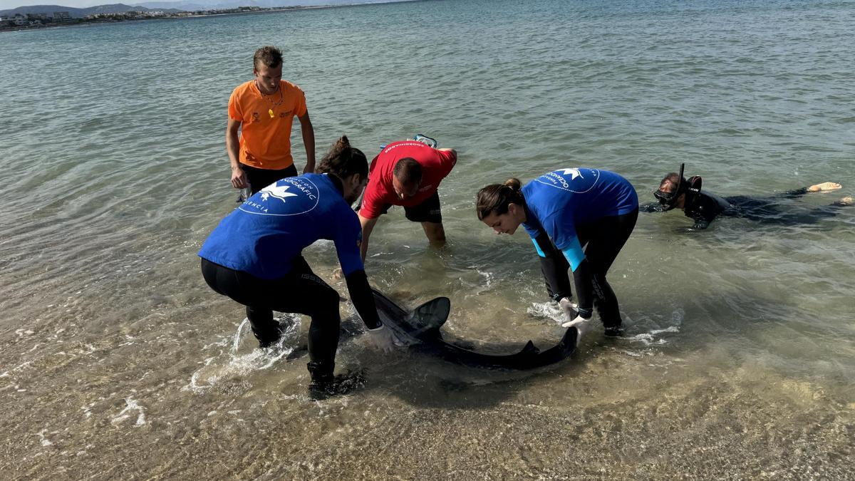Los equipos de rescate durante la reintroducción de la tintorera que apareció en Dénia.