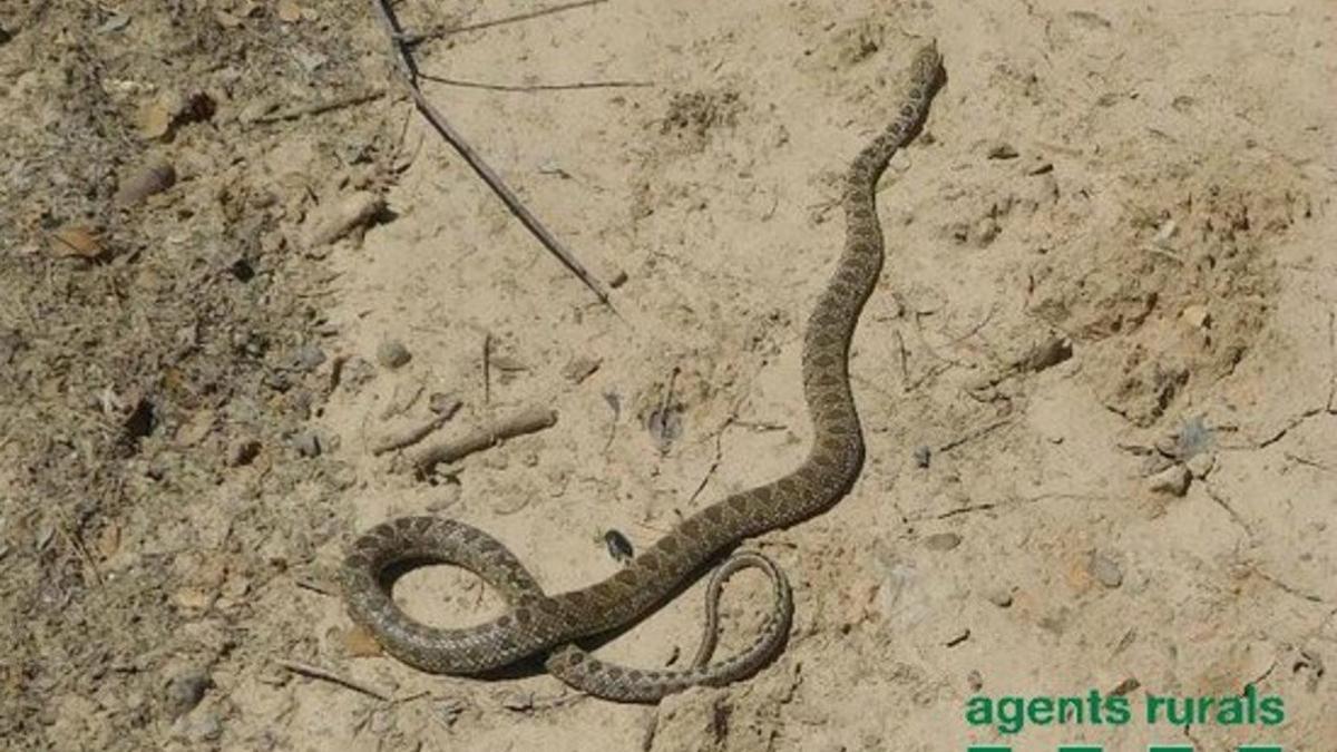 Una serpiente de herradura.